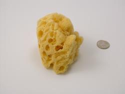 Medium Sponges