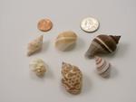 Small Shells